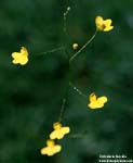Utricularia 	flaccida
