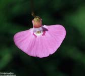 Utricularia         uniflora