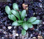 Utricularia 	menziesii