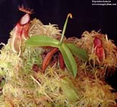 Nepenthes       hamata